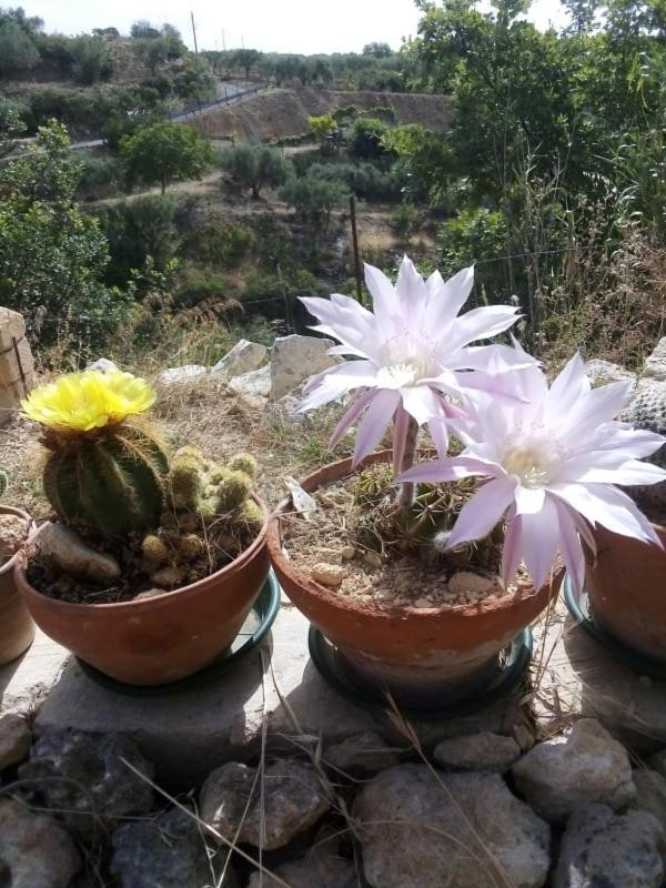 فندق La Casa Dei Sogni Agira المظهر الخارجي الصورة